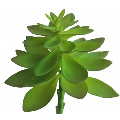 Succulentus roślina sztuczna gruboszowata